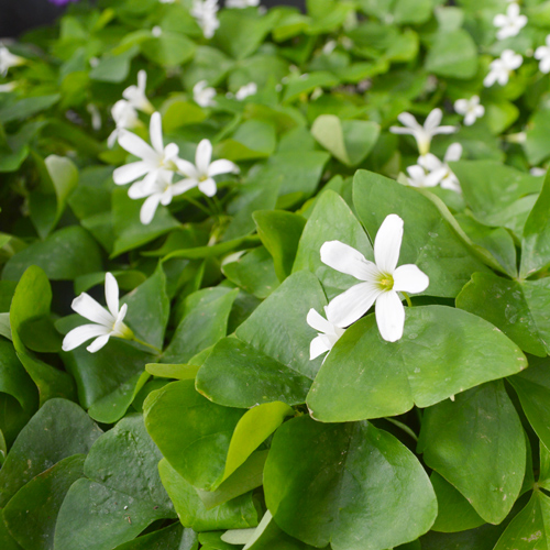 oxalis regnellii plant