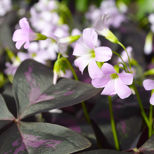 oxalis triangularis purple shamrock plant