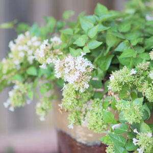 canyon creek abelia