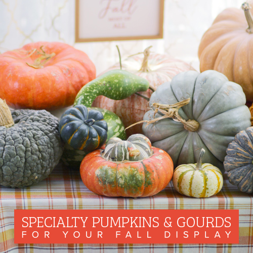 autumn gourds
