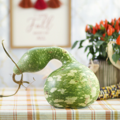 birdhouse gourd