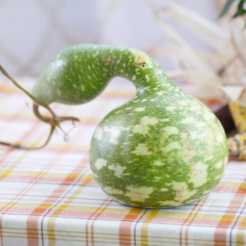 fall gourds for decorating
