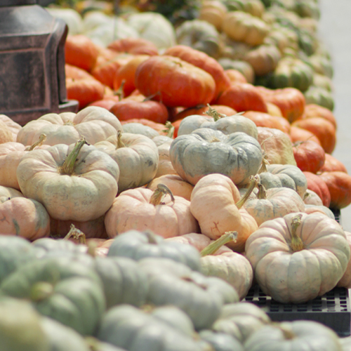 Specialty Pumpkins & Gourds for your Fall Display