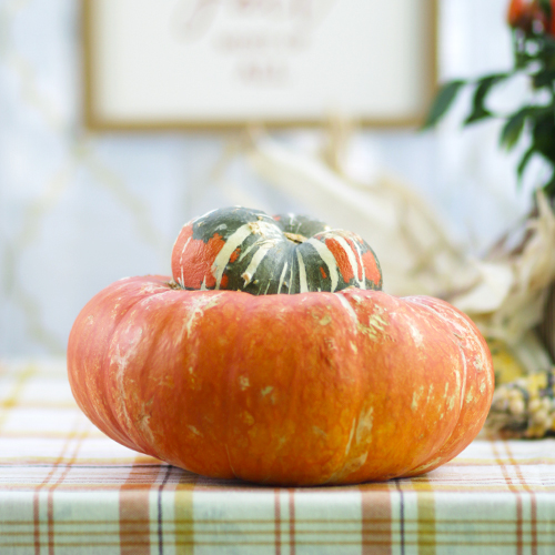 turban squash