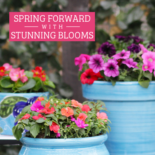 spring flowers to plant now