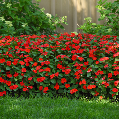 impatiens in flowerbed