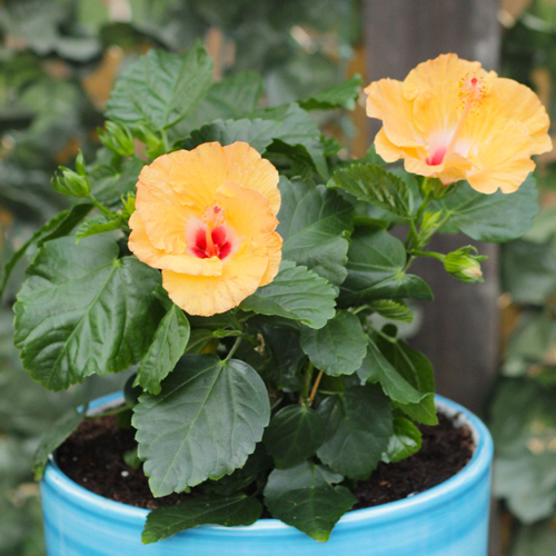 tropical hibiscus