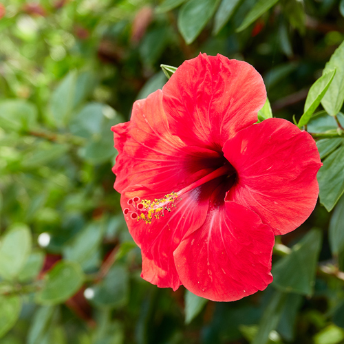 red tropical hibiscus