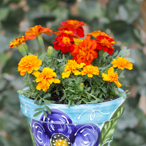 marigold