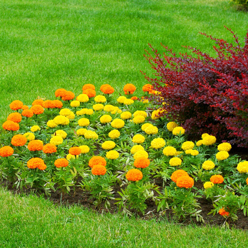 marigold in flowerbed