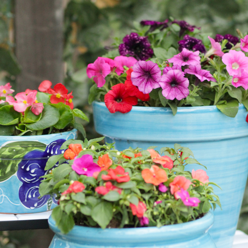 colorful spring blooms