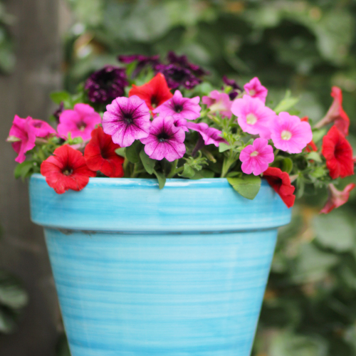 petunias
