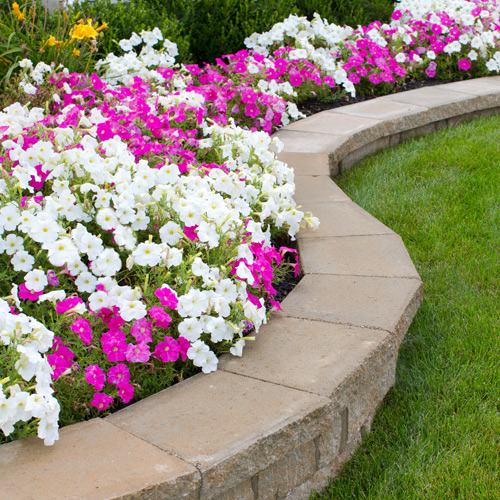 petunias in flowerbed