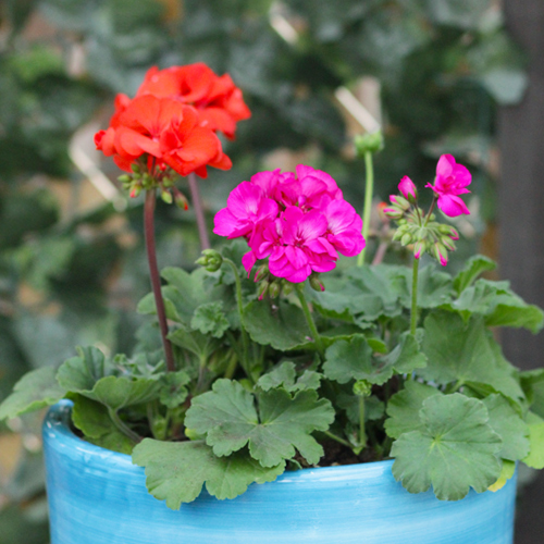 geraniums
