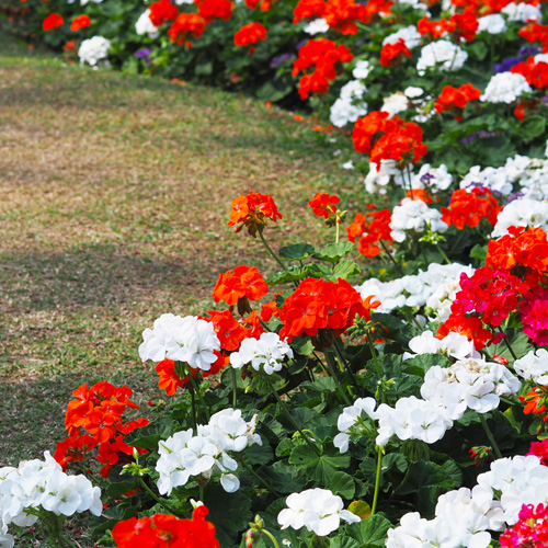 geraniums in flowerbed