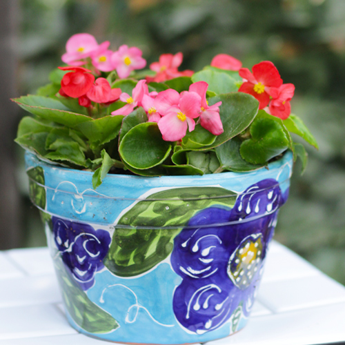 begonias