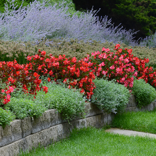 begonias in flowerbed