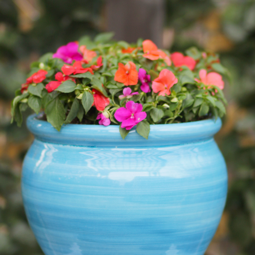 impatiens