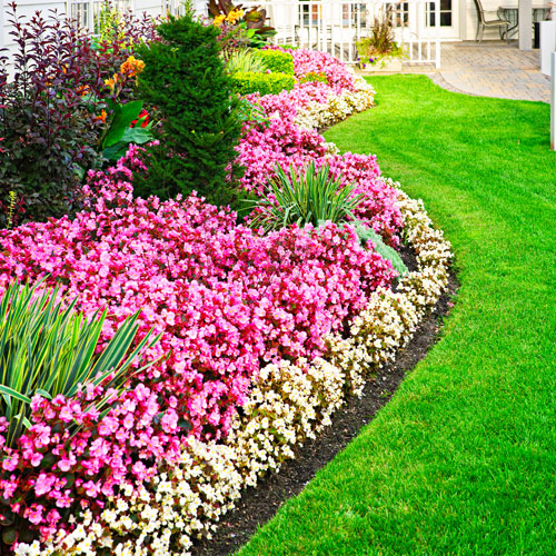 begonia flowerbed