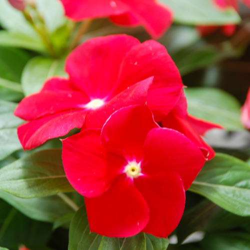 cora vinca