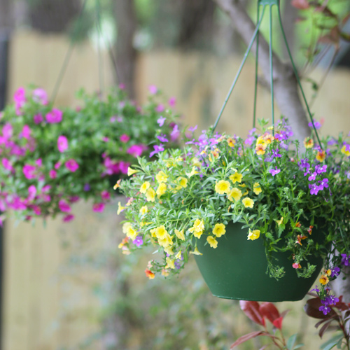 hanging baskets on trees