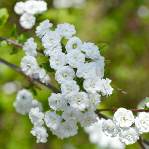 spring blooming spirea