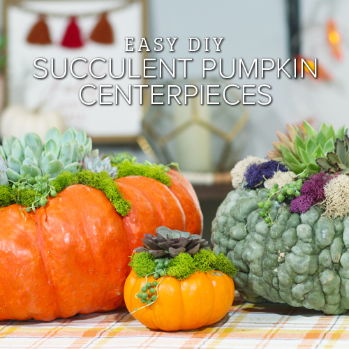 Easy DIY Succulent Pumpkin Centerpieces