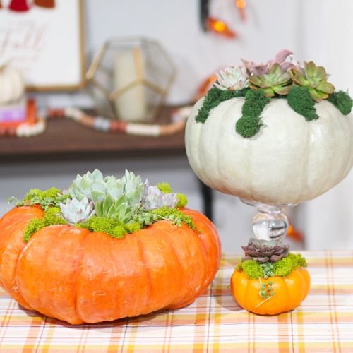 pumpkins with moss and succulents