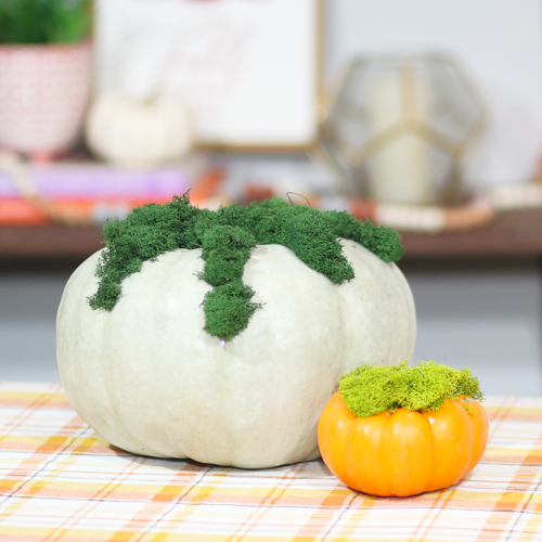 glue moss to pumpkin
