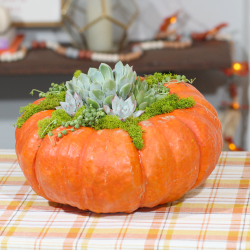 succulent pumpkin ideas
