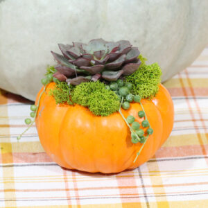 mini pumpkin and succulents