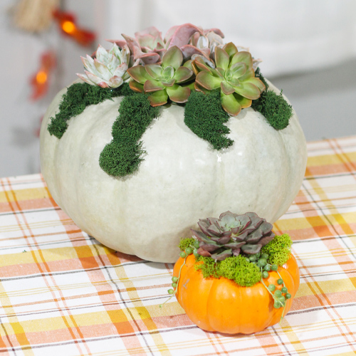 succulent pumpkins crafts