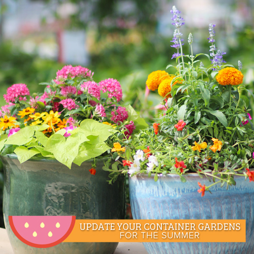 summer container gardening