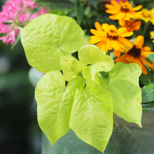 sweet potato vines