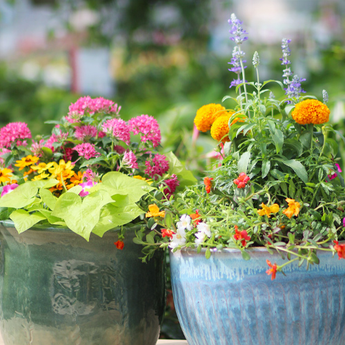 container gardens for the summer