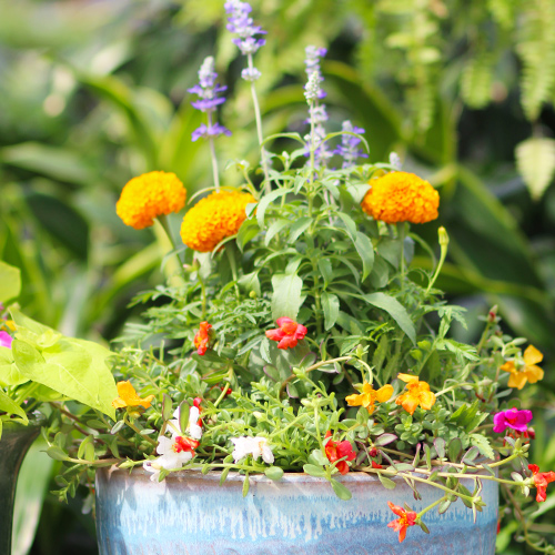 summer container garden idea