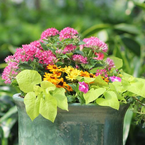 summer container garden ideas