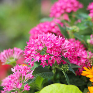 pentas