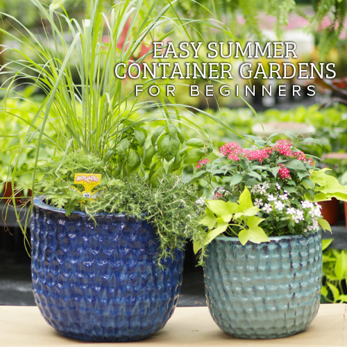 summer container gardens