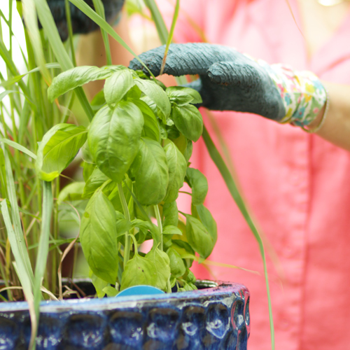 herbs in containers in summer for beginners