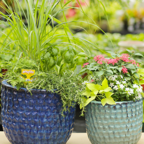 planting for summer container gardens