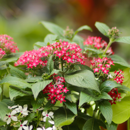 pentas