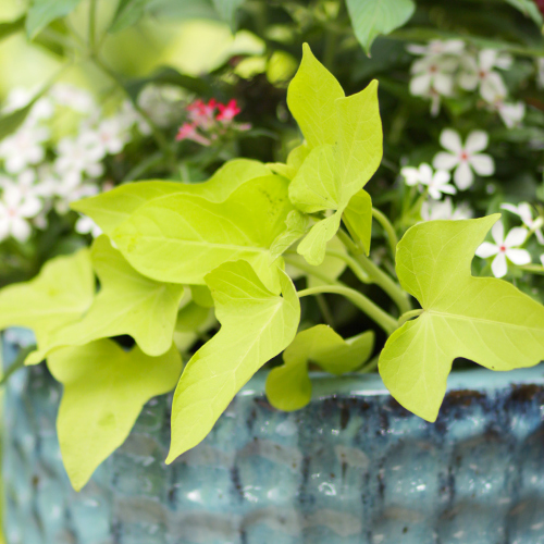 sweet potato vine