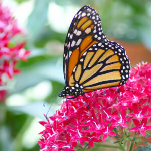 butterfly on penta