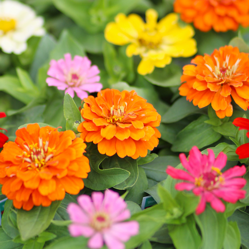 zinnias