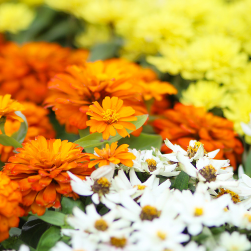 orange zinnia