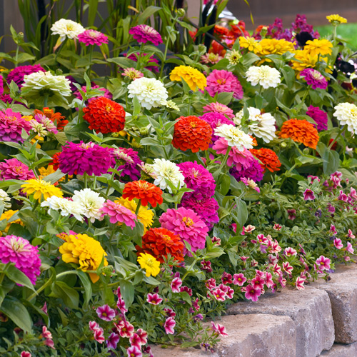 zinnias in flowerbeds