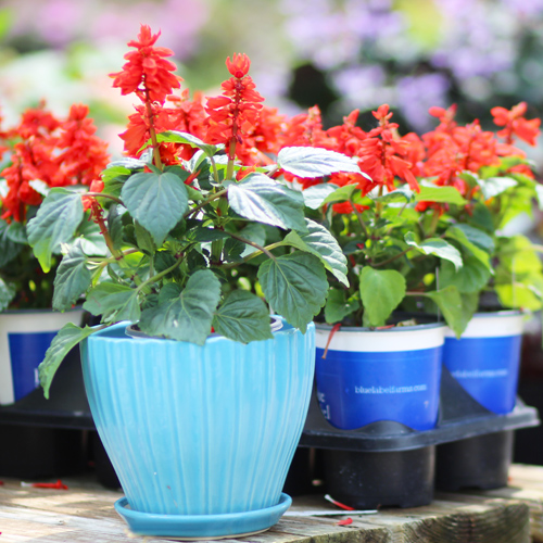 salvia in pottery