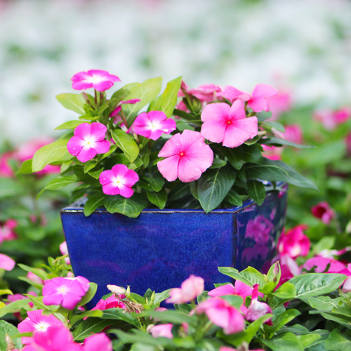 cora vinca