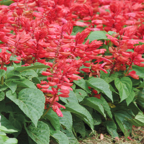 red salvia in flowerbed